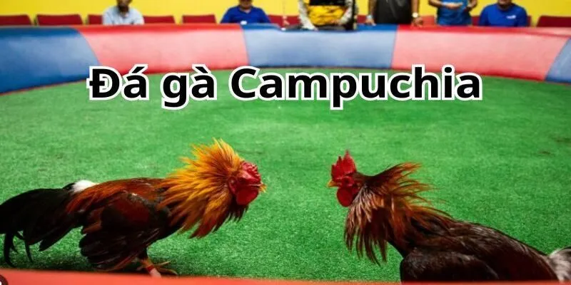 Đá gà Campuchia là gì?