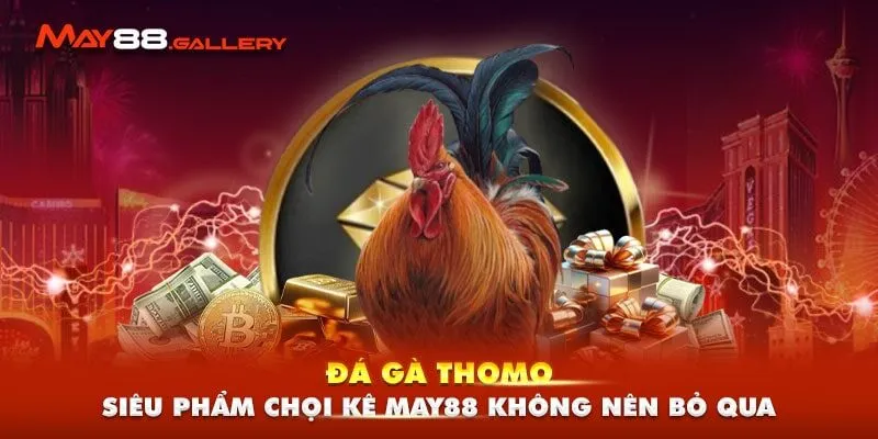 Đá Gà Thomo - Siêu Phẩm Chọi Kê May88 Không Nên Bỏ Qua 